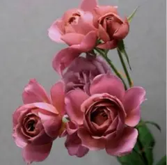 わ薔薇苗　挿木苗のサムネイル
