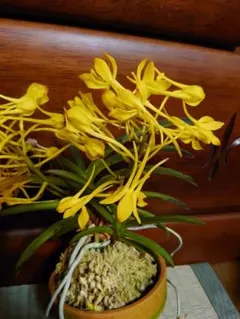 ♪余剰苗特売市♪】富貴蘭 蜜柑の花 - メルカリ