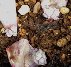 2026年最新】葉挿し 発芽済みの人気アイテム - メルカリ