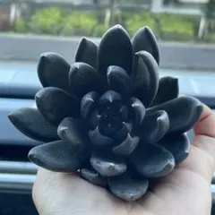 速達　koichi様 リクエスト 5点 まとめ商品