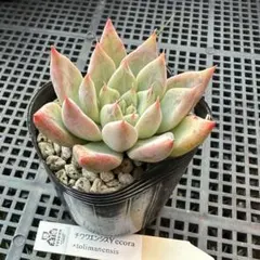 2025年最新】チワワエンシスイエコラの人気アイテム - メルカリ