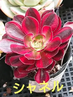 多肉植物 ❤️アエオニウム シャネル❤️韓国苗育成 抜き苗 レア品a98