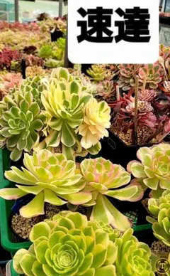 ㊱大きめ苗! 青鬼❣️そわそわ❣️もみじ飴❣️紅手鞠❣️6苗メルカリ便送料込 ㊱大きめ苗! 青鬼❣️そわそわ❣️もみじ飴❣️紅手鞠❣️6苗