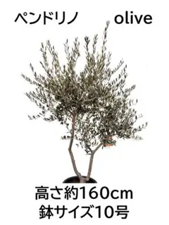 オリーブの木　ペンドリノ　10号　約160cm　K-339　現品掲載 2026年最新】ペンドリノの人気アイテム - メルカリ