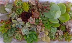 多肉植物 カット苗 Lパック詰め合わせ✩.*{グラプトペダルム•セダム}