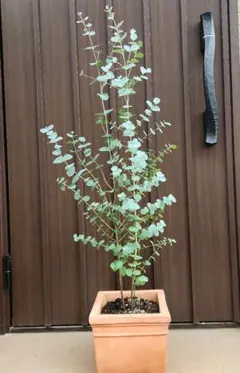 パールアカシア テラコッタ鉢植え 苗 ミモザ オージープランツ 真珠葉