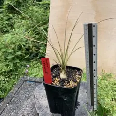 ダシリリオン　ロンギシマム　実生苗のサムネイル