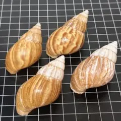 貝殻標本 小さな貝殻 ヤドカリのお宿 置物
