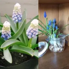 Kaoru様 リクエスト 2点 まとめ商品