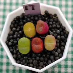 2025年最新】マウガニーの人気アイテム - メルカリ