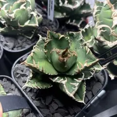 2025年最新】皇冠 子株の人気アイテム - メルカリ