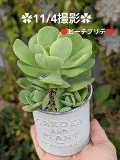 2025年最新】ピーチプリデ 多肉の人気アイテム - メルカリ