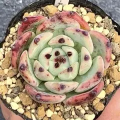 おらいさん ロメオ×ざわわ コロラータ×ざわわ 札付き2個セット 2025年最新】コロラータ ざわわの人気アイテム - メルカリ