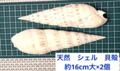 天然　シェル　貝殻　巻き貝　約16cm 2個　大　南国のビーチで採集