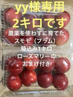 新鮮なスモモ（プラム）箱込み2キロyy様専用