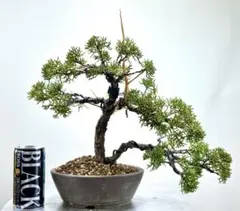 2025年最新】盆栽 真柏の人気アイテム - メルカリ