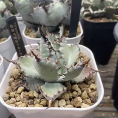 2025年最新】甲蟹 ハイブリッドの人気アイテム - メルカリ