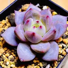 2025年最新】多肉植物 韓国苗 抜き苗の人気アイテム - メルカリ