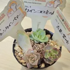 2025年最新】ふぁーむパルクの人気アイテム - メルカリ