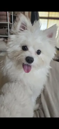 昭和レトロ ヴィンテージ 株エルフ 犬 大きなぬいぐるみ 中古品 - メルカリ
