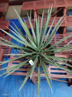 1月入荷 200粒+ ユッカ フィリフェラ 種 種子 証明書あり3108 楽天市場】【フィリフェラ】ユッカ ナーセリーポット大苗 耐寒性南欧風