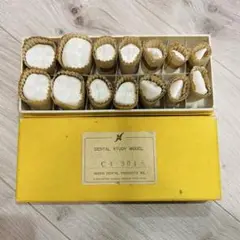 天然歯牙石膏模型　歯科技工