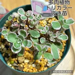 2026年最新】寄せ植え植物の人気アイテム - メルカリ