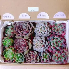 22.多肉植物　エケベリア　カット苗詰め合わせ　名前付き4種類