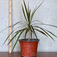 2026年最新】赤ドラセナの人気アイテム - メルカリ