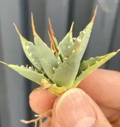 ◾️エボリスピナ 陽炎②◾️エグいうねり アガベ ユタエンシス エボリスピナ陽炎（（USA株）発根済み