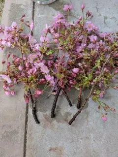 2026年最新】河津桜ドライフラワーの人気アイテム - メルカリ
