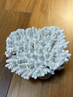 [天然]テーブル サンゴ ·インテリア C