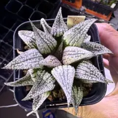 煮込み様 リクエスト 2点 まとめ商品