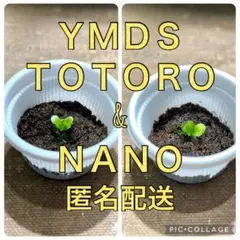 2025年最新】willinckii nanoの人気アイテム - メルカリ