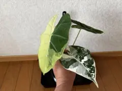 3日間限定5%off‼️】アロカシア ロンギロバ レモン バリエガータ
