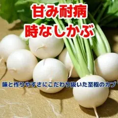 CAT様 リクエスト 2点 まとめ商品