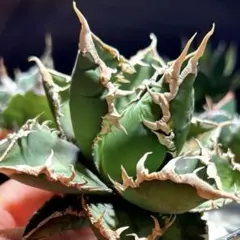 2025年最新】アガベ イラン株の人気アイテム - メルカリ