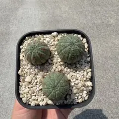 ユーフォルビア オベサ 塊根植物 コーデックス - メルカリ