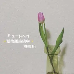 しろくま貯金箱　ガチャ　ミニしろくま　サンタクロースセットのサムネイル