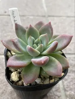 抜き苗✨毒りんご♥️ 2025年最新】毒りんご 多肉の人気アイテム - メルカリ