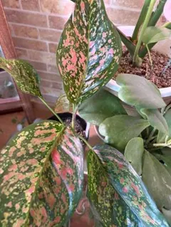 2026年最新】アグラオネマの人気アイテム - メルカリ