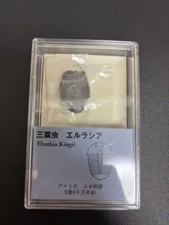 三葉虫 エルラシア 小〜中〜大 成長過程 完全体 美麗 15点 - メルカリ