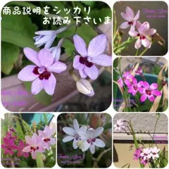6/5c♡種♡珍しい藤色系？♡ヒメヒオウギ♡50粒位(花色に偏りあり)♡のサムネイル