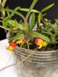 ridlaby様 リクエスト 3点 まとめ商品