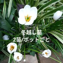 冬越し苗【2苗/ポットごと】ゼフィランサス タマスダレのサムネイル