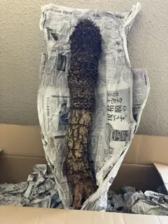 銀*）様 【奄美大島産】希少　極上松肌　親株ストック株　古木蘇鉄　全長82センチ 奄美大島産】希少 極上松肌 親株ストック株 古木蘇鉄 全長82センチ