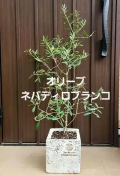 オリーブの木 ネバディロブランコ デザインテラコッタ鉢植え シンボル