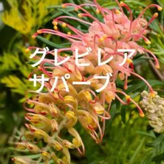 tandoorichickenlove様 リクエスト 2点 まとめ商品