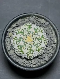 かよぱぁ　スーパー兜 Vアロータイプ　ヒトデタイプ（全幅9.7cm）美株 アストロフィツム スーパー兜 Vタイプ アロータイプ Astrophytum