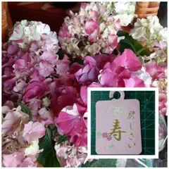 希少紫陽花 紅白咲き分け「寿」挿し穂２本のサムネイル